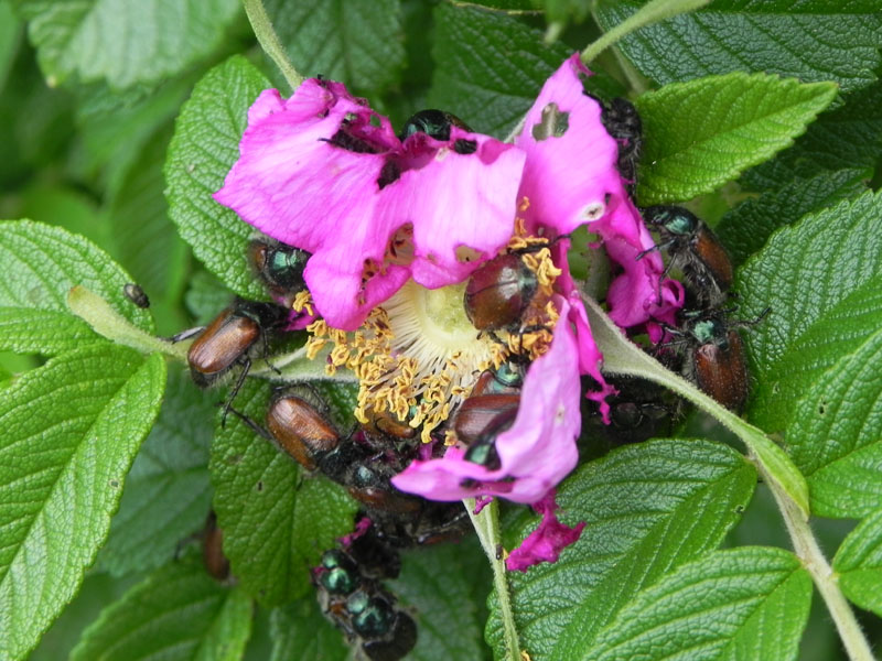 DSCN6006.JPG