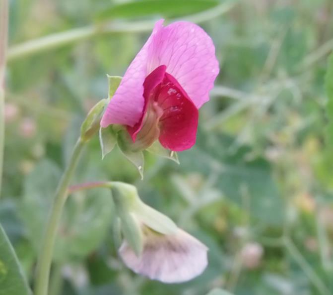 erbsenblüte.jpg