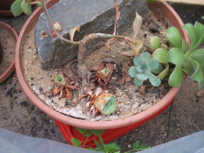 k-little_gomera.jpg