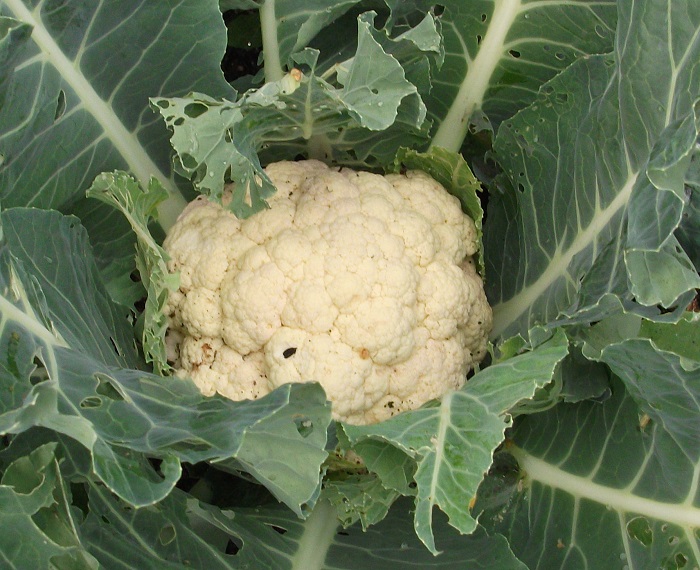 Blumenkohl.jpg