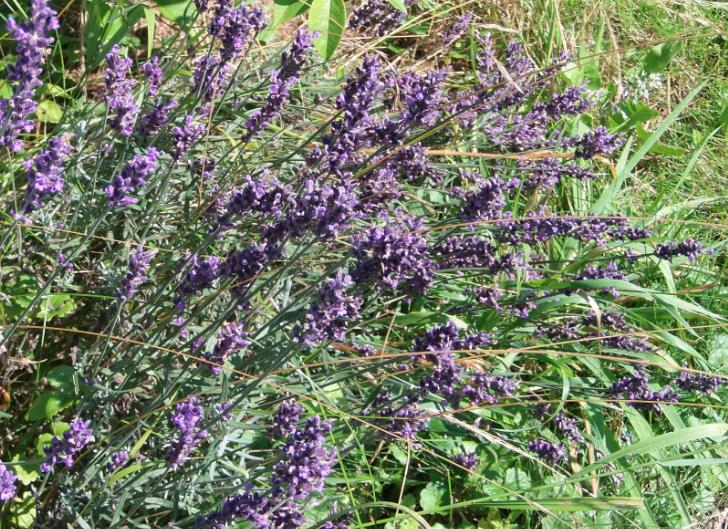 lavendel.jpg