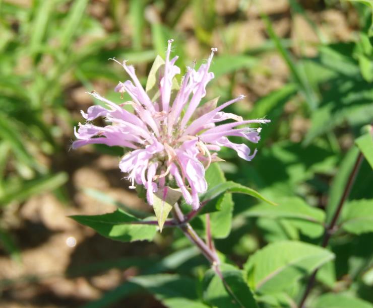 monarde von richard.jpg