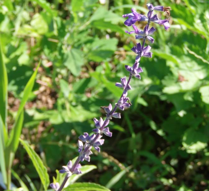 wiesensalbei.jpg