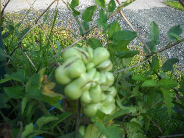 k-DSCN6027.JPG