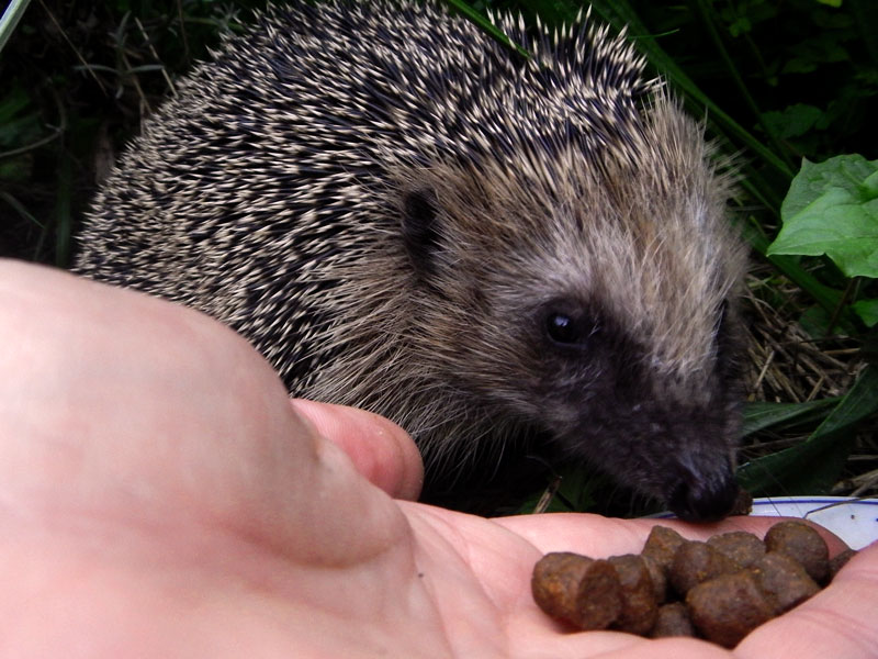 Ich nenne ihn/sie &quot;Stachelbär&quot;