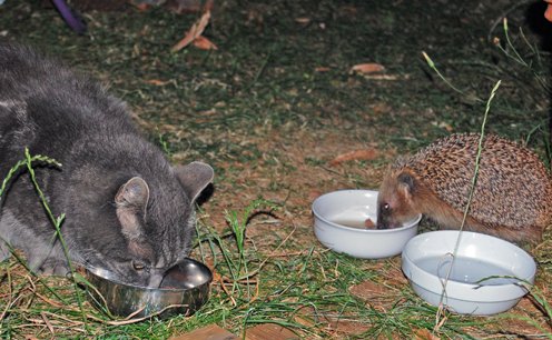 Katze und Igel  2 kl.jpg