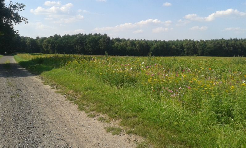 Noch mehr Blumen