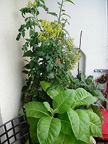 bonsai 004.JPG