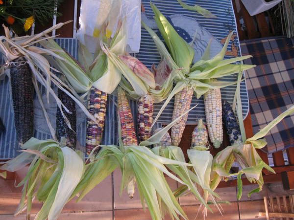 Maisernte 2011.jpg