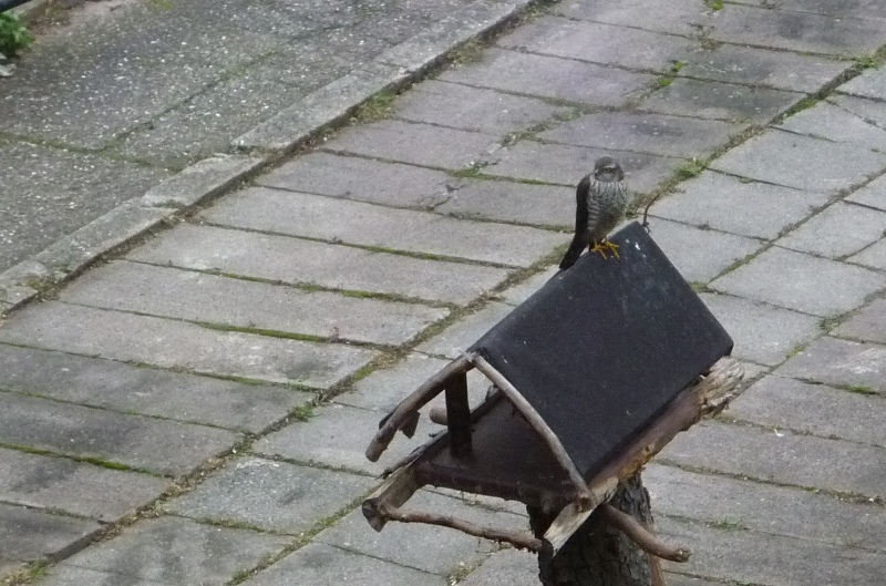 P1050178.JPG