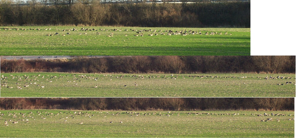 gänse.jpg