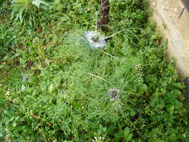 K640_blume2.JPG