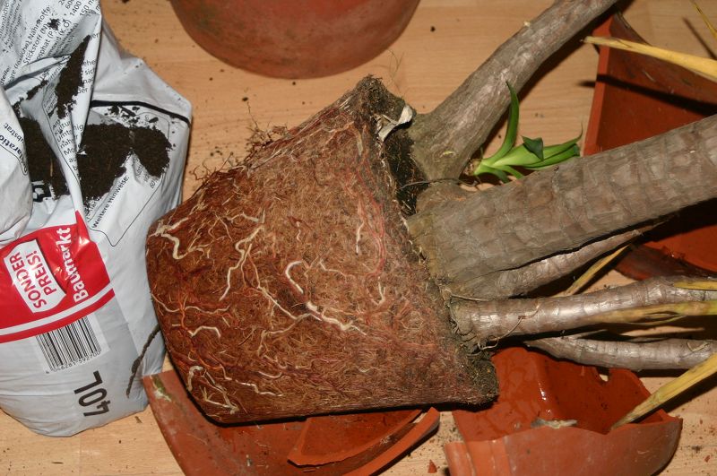 k-Yucca1.jpg