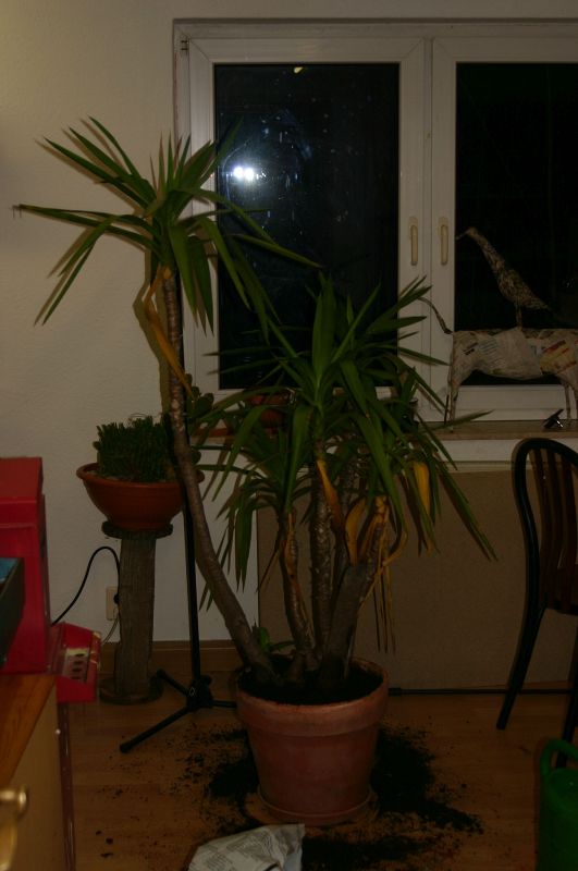 k-Yucca2.jpg