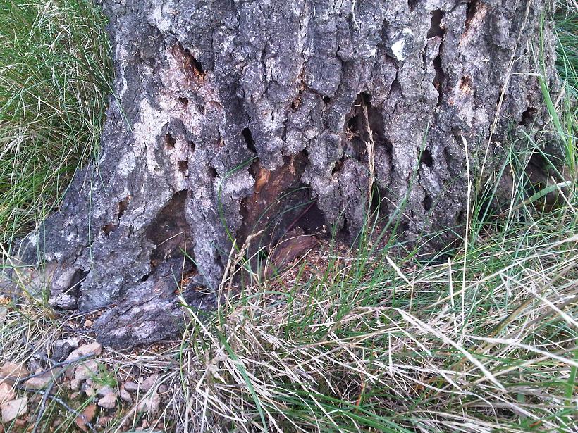 Birke von vorne1 -verkleinert.JPG