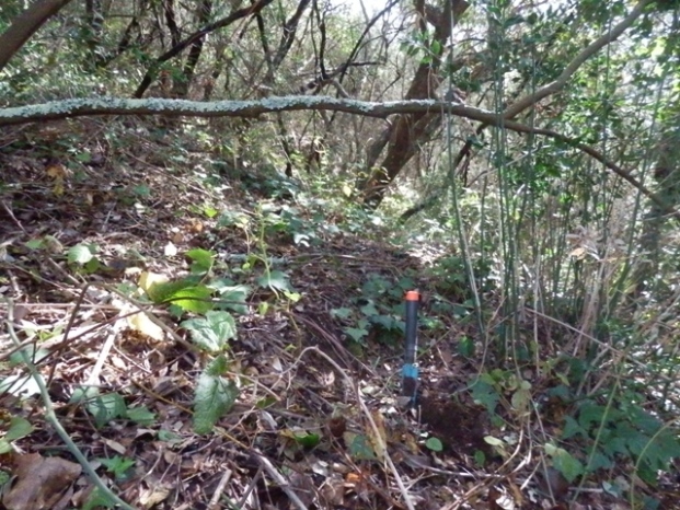 Waldhand 1.JPG