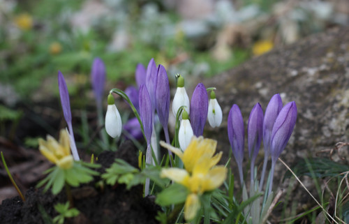 Fruehling_mit_Krokus_Schneegloeckchen_und_Winterling.jpg
