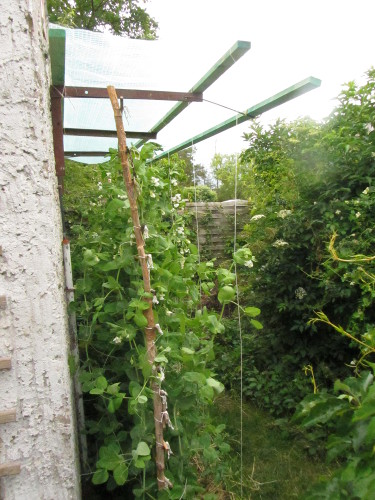 Ueberdach_fuer_Tomaten_3.jpg