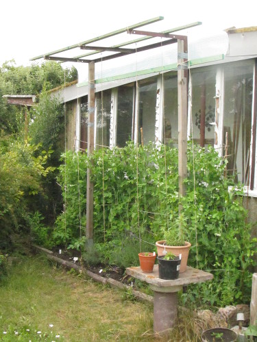 Ueberdach_fuer_Tomaten_4.jpg