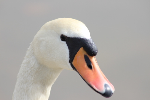 Hoeckerschwan.jpg