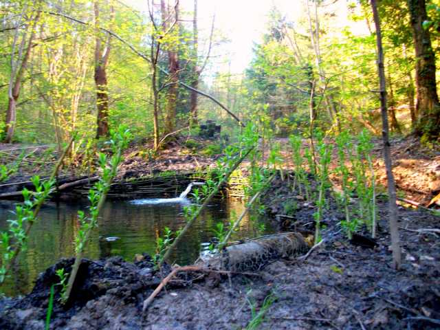 K640_stecklinge.JPG