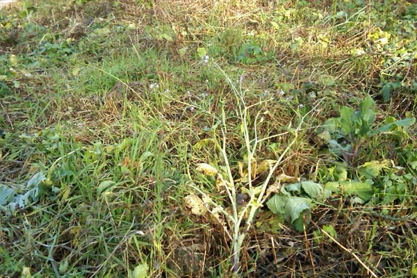 Mein Beet vor dem Aufbringen der Laubschicht. Das Beet wird nur noch mit der Sichel und dem Sauzahn bearbeitet, die Beikräuter bleiben stehen.