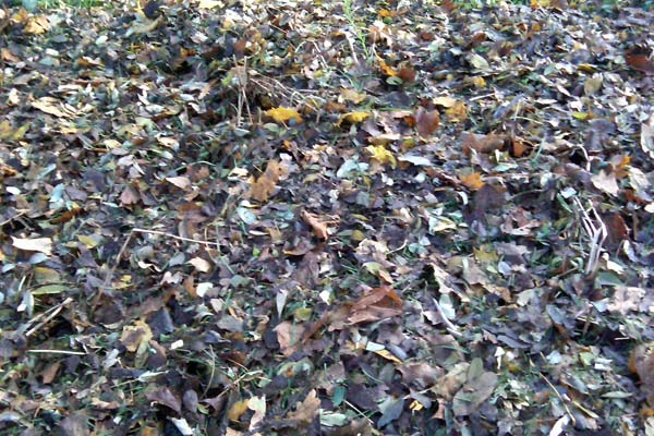 So sieht das Beet nach dem Aufbringen des Laub-Rasen-Mulches aus.