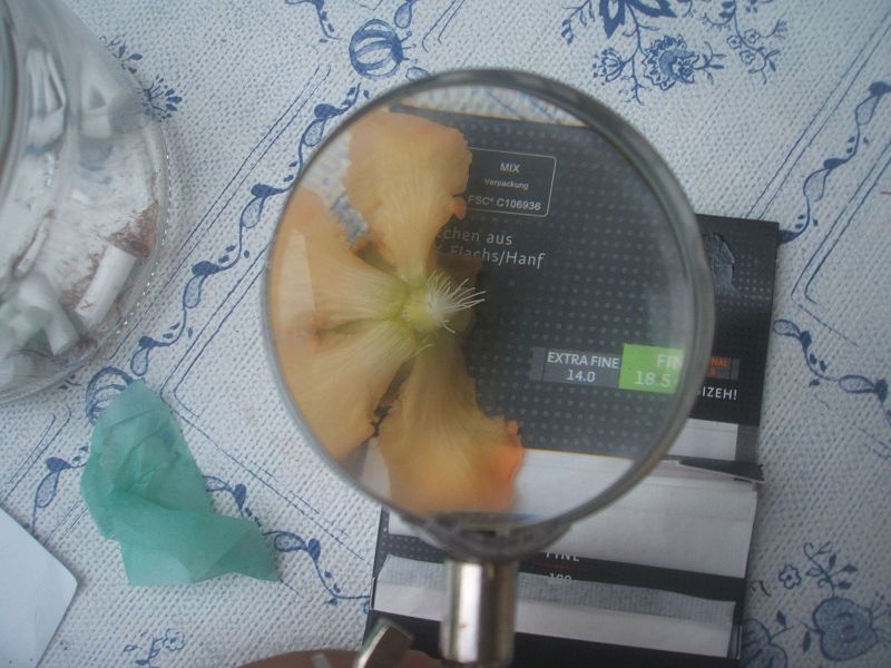 k-kiwiblüte.jpg