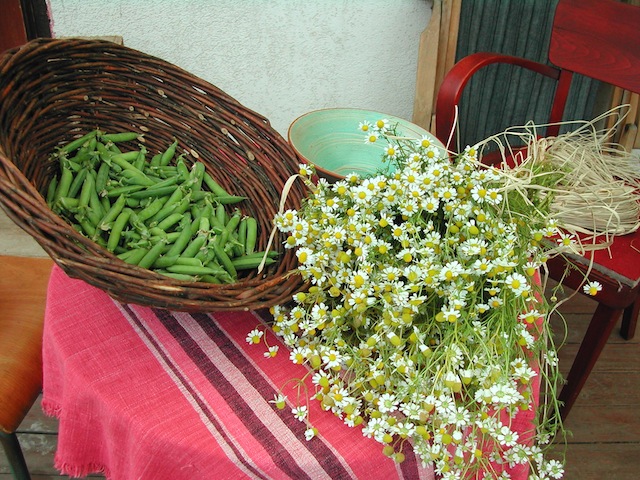 erbsen, kamille