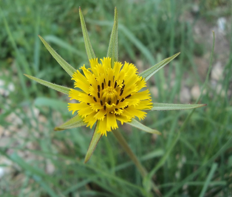InkognitoBlume.jpg