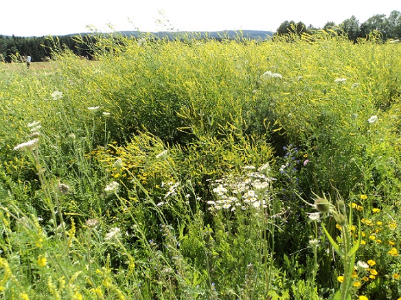 Bienenblümchen.jpg