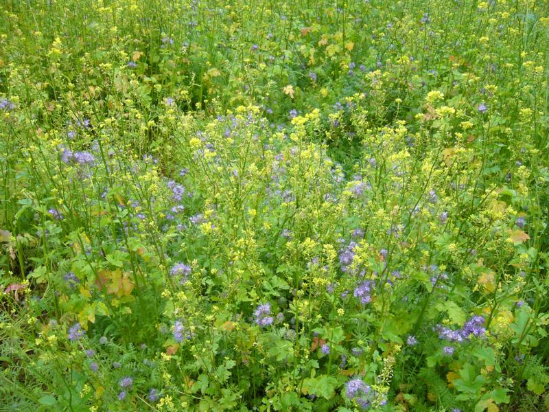 die / der Phacelia blüht sehr schön