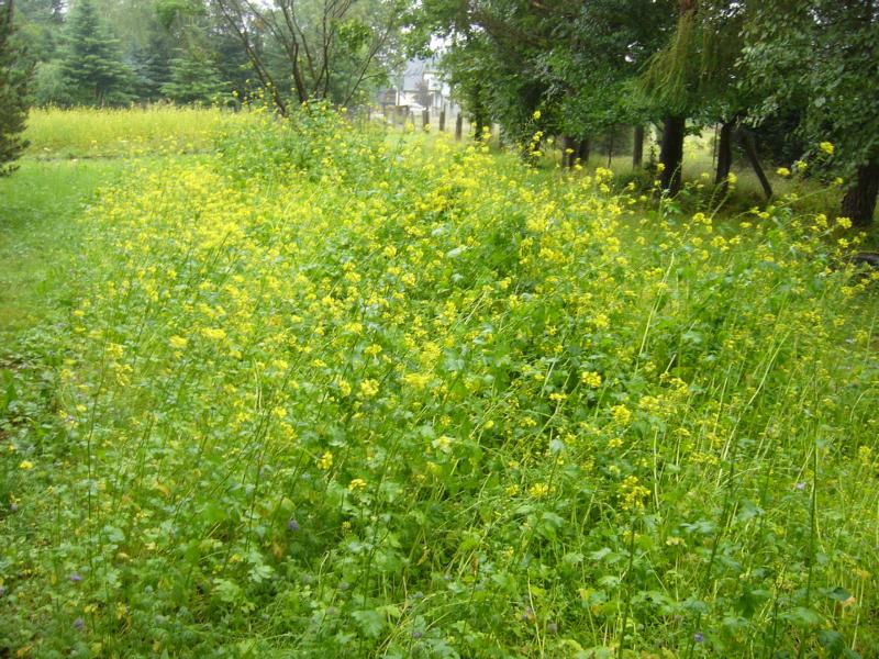 Scheinbar konnten sich die Sonnenblumensamen nicht durchsetzen