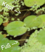frosch.jpg