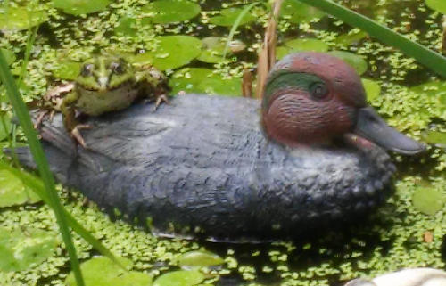 Frosch_auf_Ente.jpg