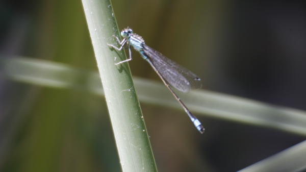 Libelle.jpg