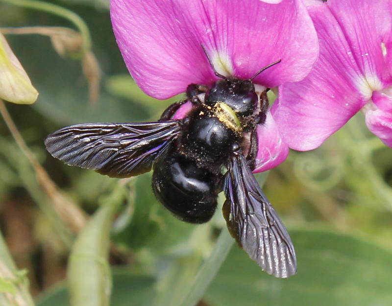 Dicke_schwarze_Hummel.jpg
