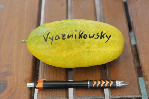 Gurke_Vyaznikowsky_Frucht.jpg