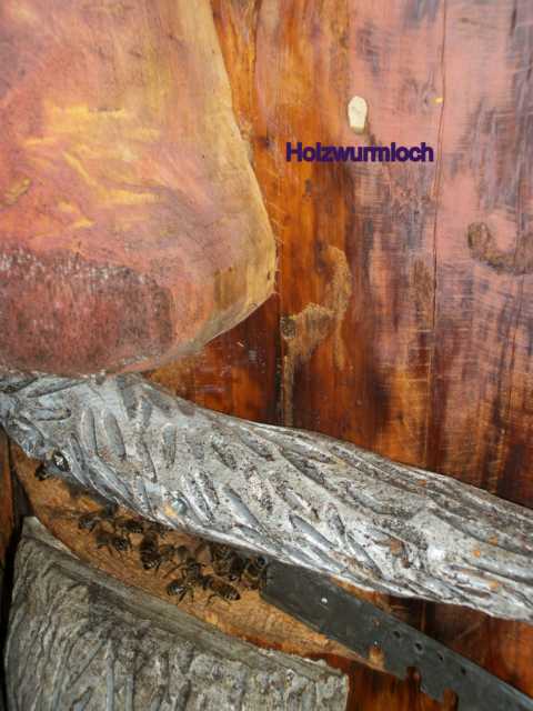 K640_Holzwurm2.JPG