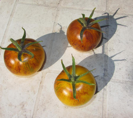 Tomate_Strypes_of_Yore.jpg