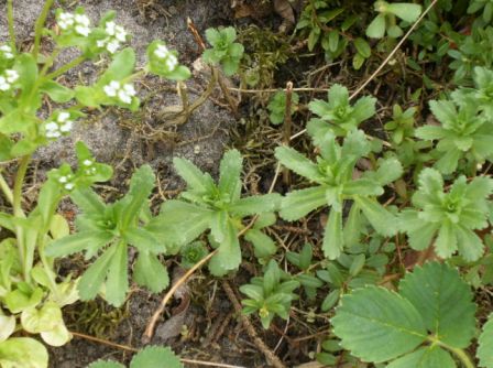 Kopie von HPIM4318.JPG