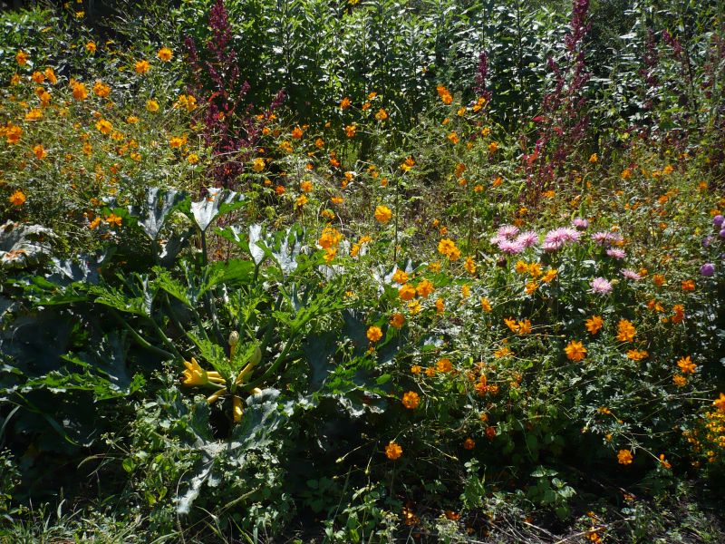 Cosmea, Zucchini, Dahlien u.a..jpg