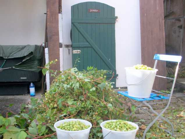 K640_hopfen1.JPG
