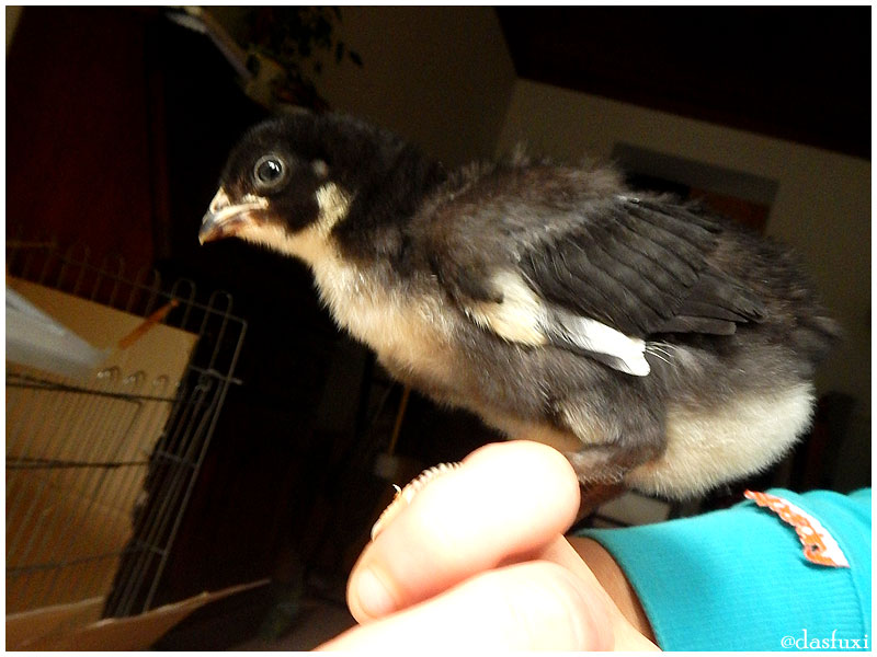 Will mal ein Falke werden.