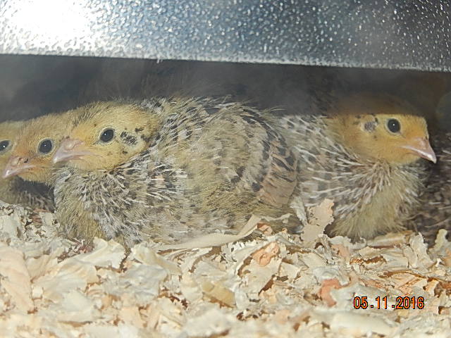 DSCN6763.JPG