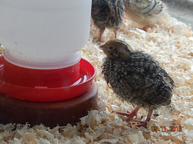 DSCN6768.JPG