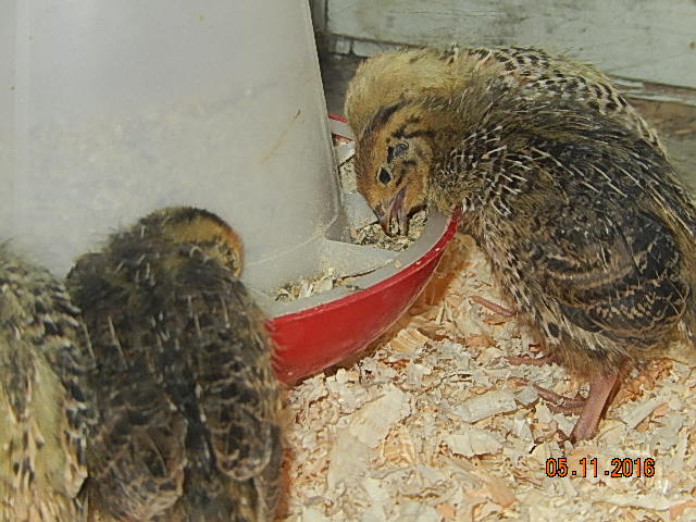 DSCN6770.JPG
