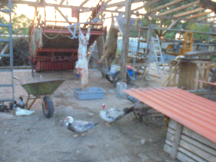 Wildschweine klein.jpg