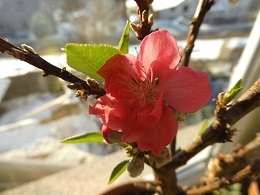 Nektarinenblüte klein.jpg