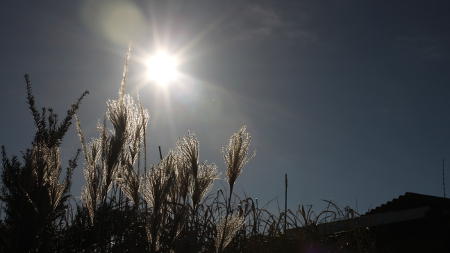 Schilf-im-Sonnenschein.jpg